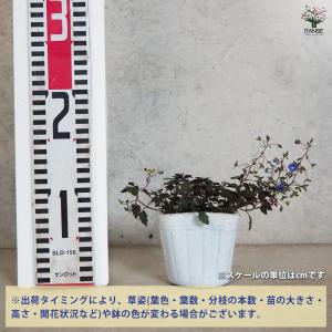 ITANSE ベロニカ オックスフォードブルー...の詳細画像1