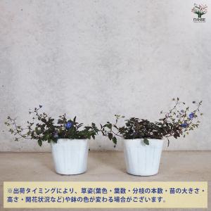 ITANSE ベロニカ オックスフォードブルー...の詳細画像2