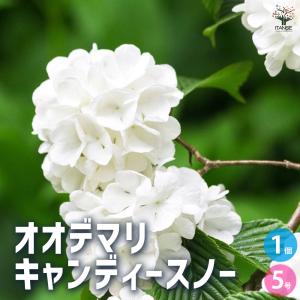 花木 庭木の苗 ビバーナム スノーボール7号ポット樹高0.9-1.0m : 園芸