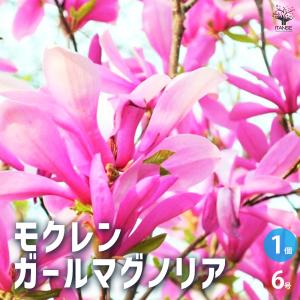 白モクレン 約1.7m 規格販売品 特大株 植木 苗木 大苗 白木蓮