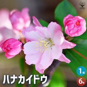 クリスマスローズ開花株 SDカップ咲きモーリー 070 現品限り : 金井