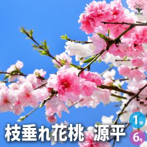 花桃(ハナモモ)源平(ゲンペイ) 咲き分け 樹高2.0m前後(根鉢含ま