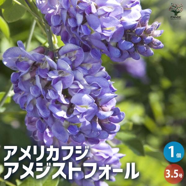 ITANSE 二季咲き藤 アメジストフォール 花木苗 3.5号 1年生 挿し木苗/1個売り アメリカ...