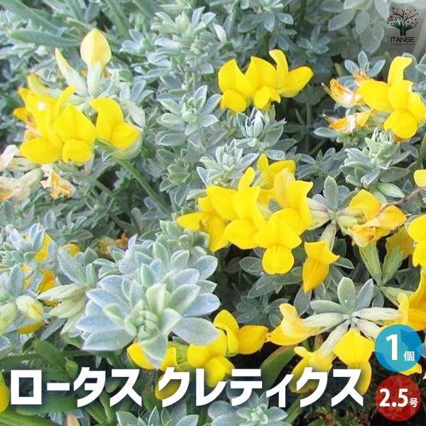 ITANSE ロータス クレティクス 花苗 2.5~3号ポット/1個売り マメ科 ロータス ヒルスタ...