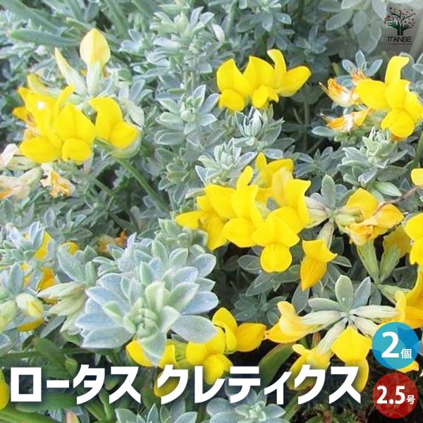 ITANSE ロータス クレティクス 花苗 2.5~3号ポット/お買い得2個セット マメ科 ロータス...