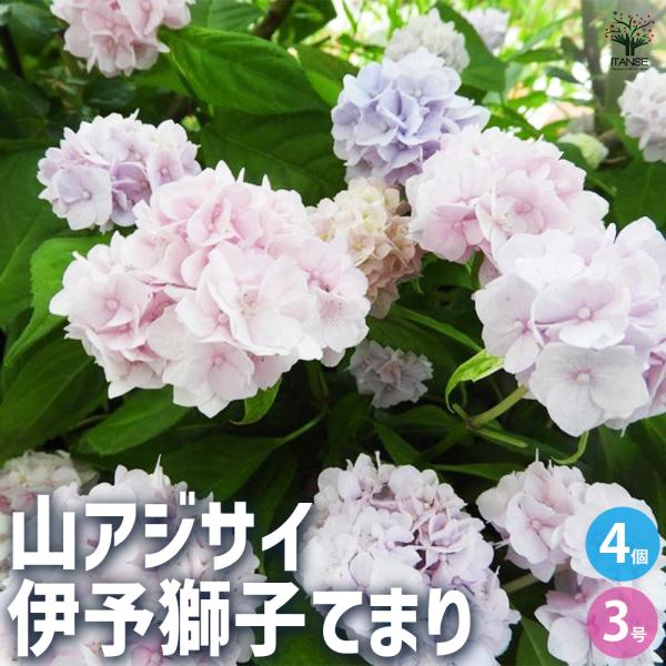 ITANSE 山アジサイ 伊予獅子てまり 花木苗 3号ポット/お買い得4個セット 花木 花木の苗 花...