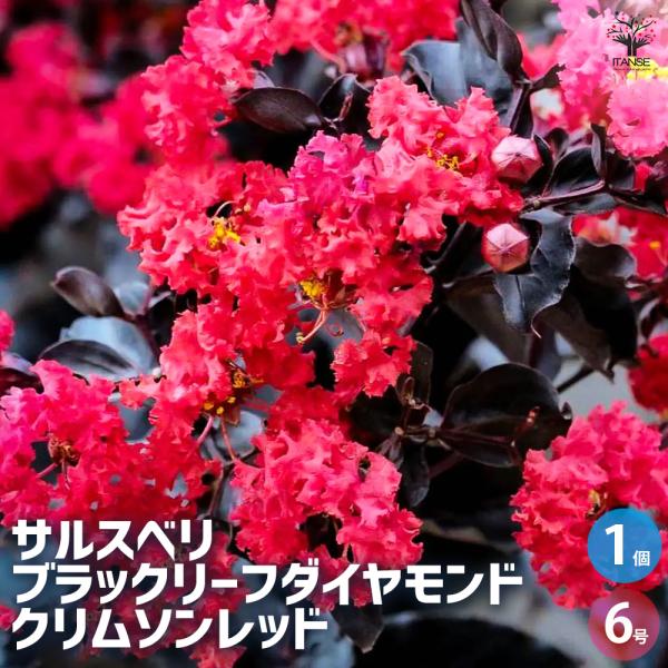 ITANSE サルスベリ ブラックリーフD クリムゾンR 花木苗 6号ポット/1個売り 百日紅 ヒャ...