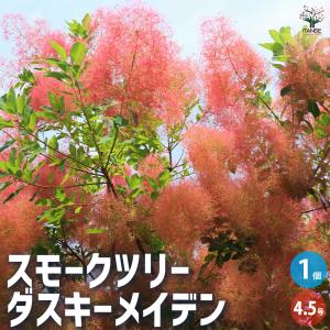 スモークツリー ルブリフォリウス 花木苗 6号/1個売り 煙の木
