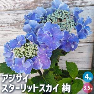 イルミリオン 加藤農園クリスマスローズ同梱可能 一点物】加藤農園 サンシャインゴールドクリスマスローズ イルミリオン