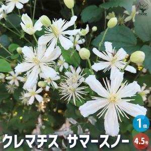 予約販売 クレマチス 苗 バックランドビューティー テキセンシス