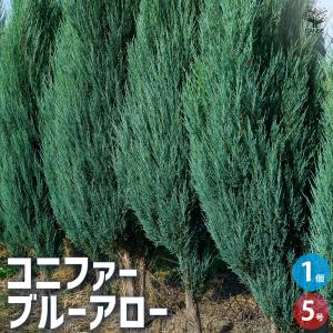 コニファー ブルーエンジェル150cm（コニファー,庭木,植木,常緑樹