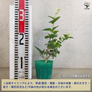 ITANSE ジャスミン マツリカ 花木苗 9...の詳細画像1