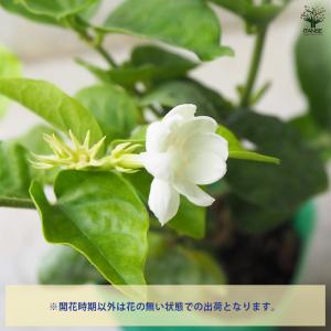 ITANSE ジャスミン マツリカ 花木苗 9...の詳細画像3