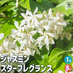 ITANSE ジャスミン スターフレグランス 花木苗 5号鉢/1個売り 花苗 花の苗 ジャスミン 寄植え 地植え 鉢植え 庭植え 庭作り