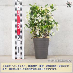 ITANSE ジャスミン スターフレグランス ...の詳細画像1