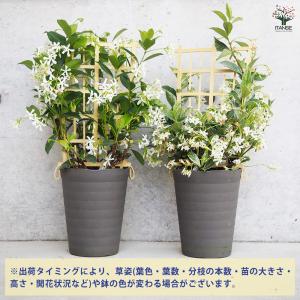 ITANSE ジャスミン スターフレグランス ...の詳細画像2