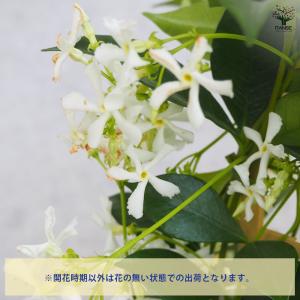 ITANSE ジャスミン スターフレグランス ...の詳細画像3