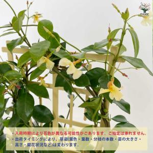 ITANSE ジャスミン スターフレグランス ...の詳細画像4
