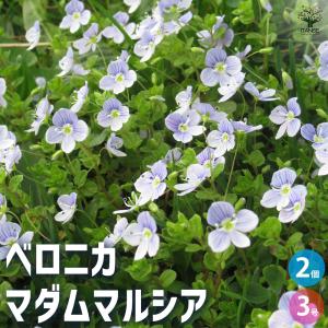 ITANSE ベロニカ マダムマルシア 花苗 3号ポット/お買い得2個セット Veronica longifolia Charlotte