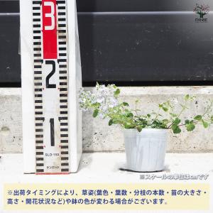 ITANSE ベロニカ マダムマルシア 花苗 ...の詳細画像1