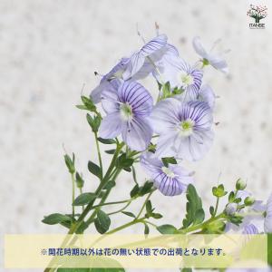 ITANSE ベロニカ マダムマルシア 花苗 ...の詳細画像3
