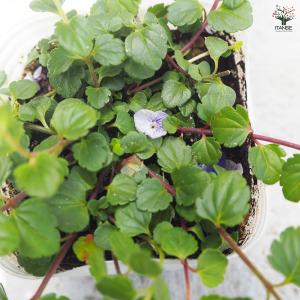 ITANSE ベロニカ マダムマルシア 花苗 ...の詳細画像4