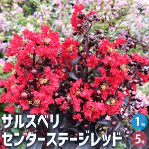 ホテイアツモリソウ 葉1芽株 : 岩崎園芸ネットストア Yahoo店 - 通販