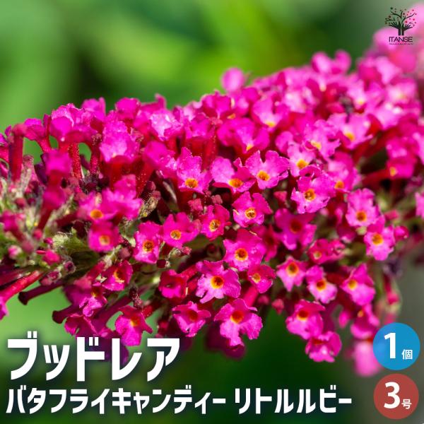 ITANSE ブッドレア バタフライキャンディー リトルルビー 花苗 3号ポット/1個売り 花苗 花...