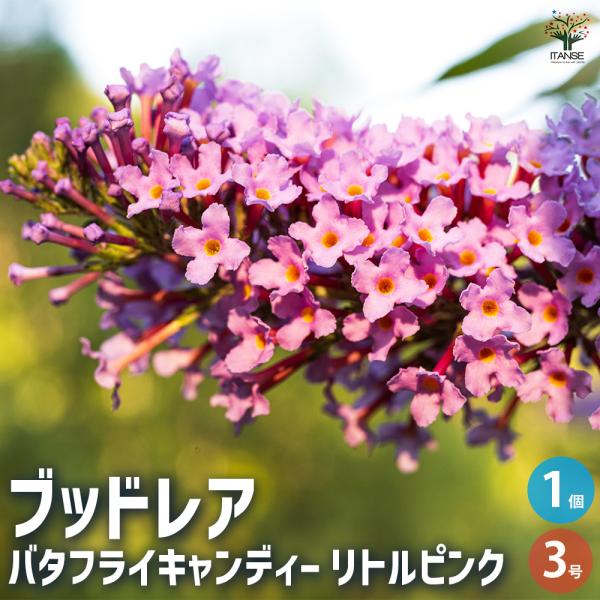 ITANSE ブッドレア バタフライキャンディー リトルピンク 花苗 3号ポット/1個売り 花苗 花...