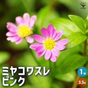 ITANSE 都忘れ(ミヤコワスレ) ピンク 花...の商品画像