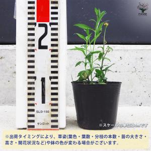 ITANSE 都忘れ(ミヤコワスレ) ピンク ...の詳細画像1