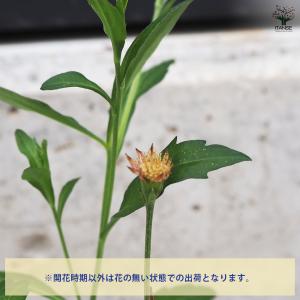 ITANSE 都忘れ(ミヤコワスレ) ピンク ...の詳細画像3