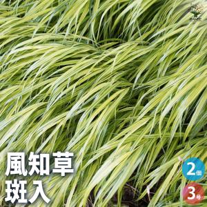 庭木/グランドカバー：斑入り風知草（ふいりふうちそう）*フウチソウ