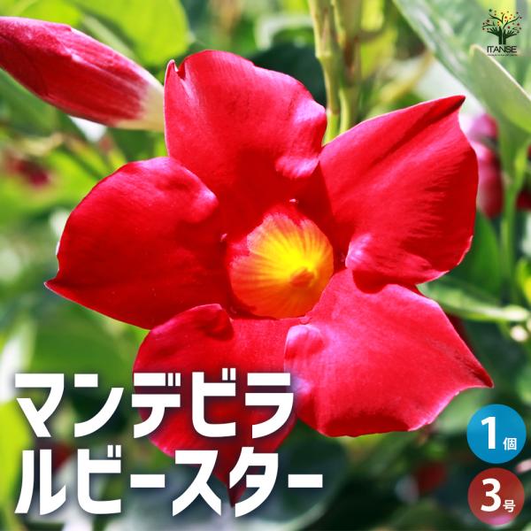 ITANSE マンデビラ ルビースター 花苗 3号ポット/1個売り 花木 花の苗 花木の苗 多年草 ...