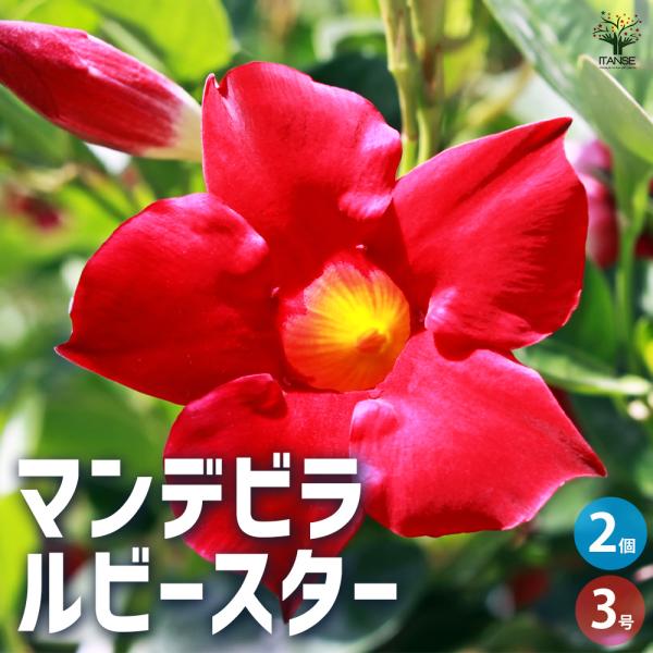 ITANSE マンデビラ ルビースター 花苗 3号ポット/お買い得2個セット 花木 花の苗 花木の苗...