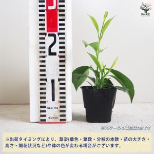 ITANSE マンデビラ サマードレス 花苗 ...の詳細画像1
