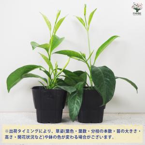 ITANSE マンデビラ サマードレス 花苗 ...の詳細画像2