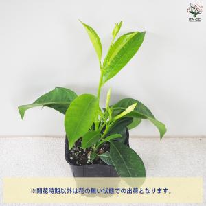 ITANSE マンデビラ サマードレス 花苗 ...の詳細画像3
