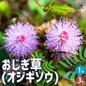 わい性タイサンボク リトルジェム 接木ポット苗 : 苗木部 花ひろば