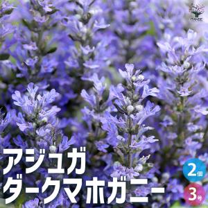 ITANSE アジュガ ダークマホガニー 花苗 ...の商品画像