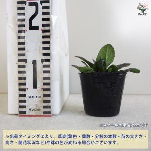 ITANSE アジュガ ダークマホガニー 花苗...の詳細画像1