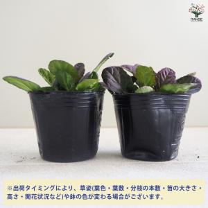 ITANSE アジュガ ダークマホガニー 花苗...の詳細画像2