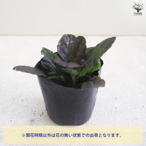 ITANSE アジュガ ダークマホガニー 花苗...の詳細画像3