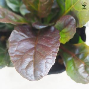 ITANSE アジュガ ダークマホガニー 花苗...の詳細画像5