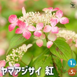 アジサイ 月影(げつえい) ブルー 花木苗 6号/1個売り あじさい苗