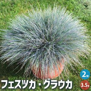 ITANSE フェスツカ グラウカ 花苗 3.5...の商品画像
