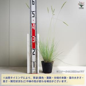 ITANSE フェスツカ グラウカ 花苗 3....の詳細画像1