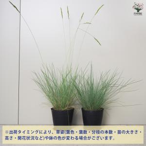 ITANSE フェスツカ グラウカ 花苗 3....の詳細画像2