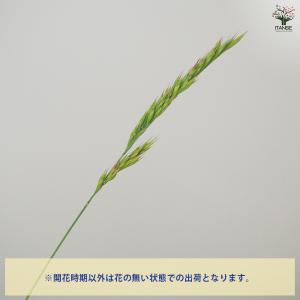 ITANSE フェスツカ グラウカ 花苗 3....の詳細画像3