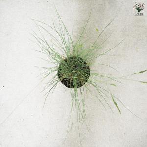 ITANSE フェスツカ グラウカ 花苗 3....の詳細画像4